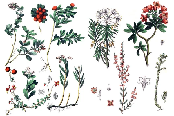 Abbildungen von Pflanzen. — Stockfoto