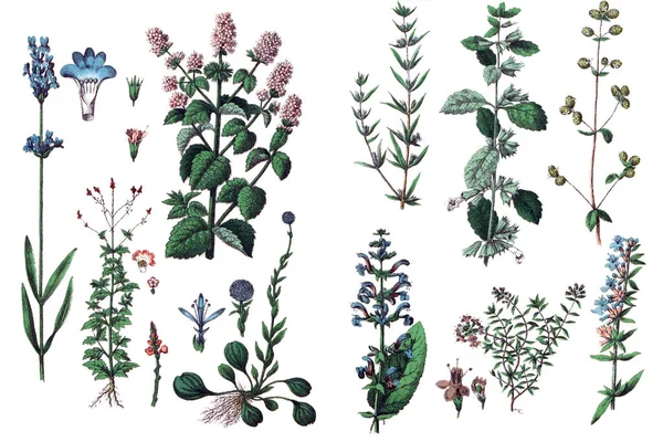 Abbildungen von Pflanzen. — Stockfoto