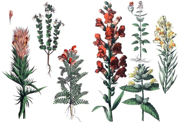 Ilustrace rostlin. — Stock fotografie