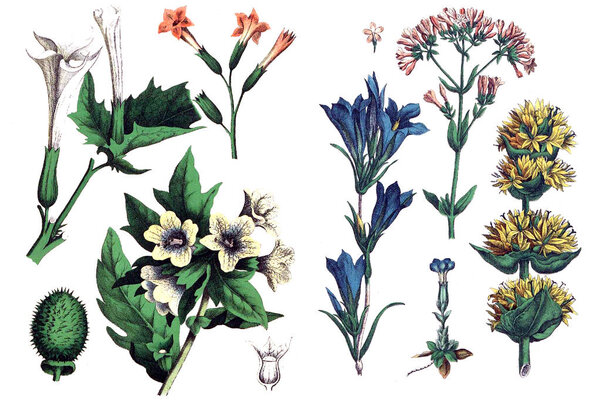 Иллюстрации растений
.