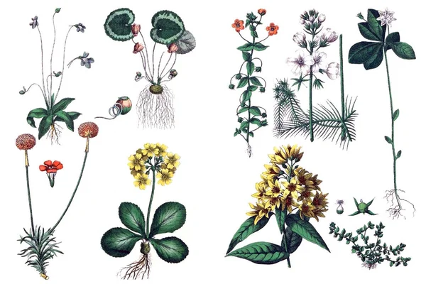 Ilustraciones de plantas . —  Fotos de Stock