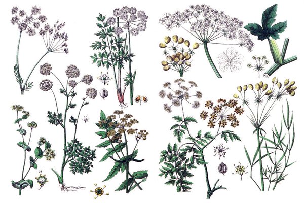 Illustrations of plants.