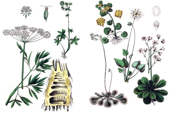 Ilustraciones de plantas . — Foto de Stock