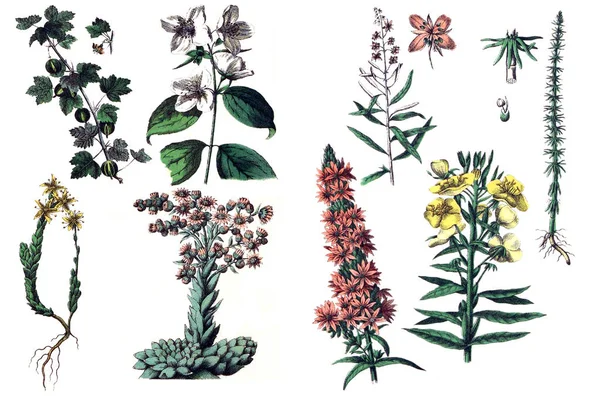 Ilustracje roślin. — Zdjęcie stockowe