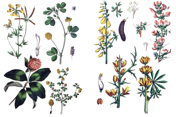 Ilustraciones de plantas . —  Fotos de Stock