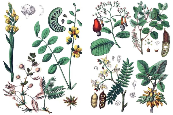 Illustrations de plantes . — Photo