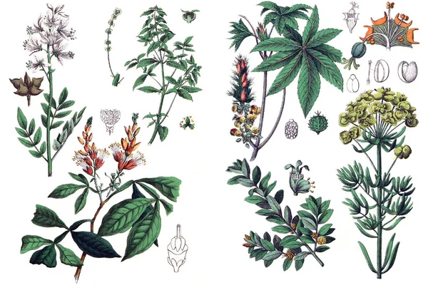 Ilustraciones de plantas . — Foto de Stock