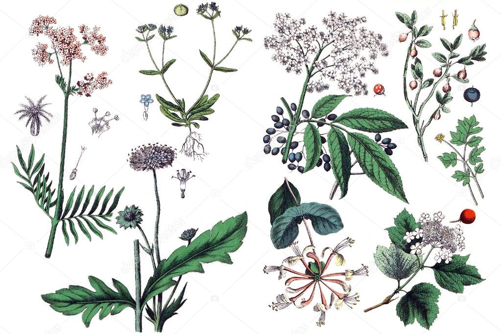 Illustrations of plants.