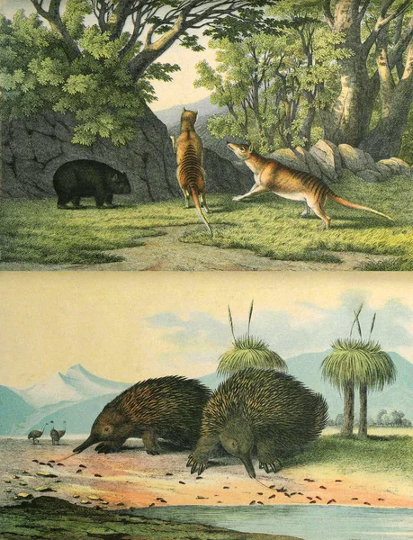 En värld av djur i vilt. — Stockfoto