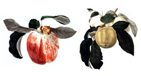 白を基調としたリンゴのイラスト. — ストック写真