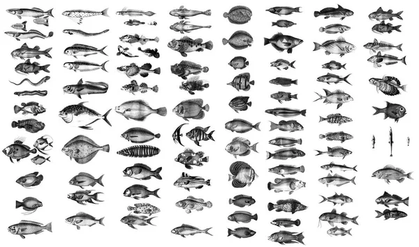 Raccolta di pesci oceanici e marini . — Foto Stock