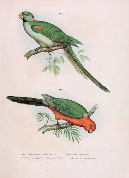 Απεικόνιση των πτηνών. — Φωτογραφία Αρχείου