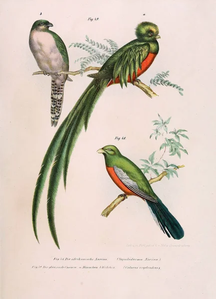 Abbildung von Vögeln. — Stockfoto