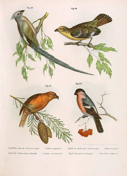 Illusztráció: madarak. — Stock Fotó