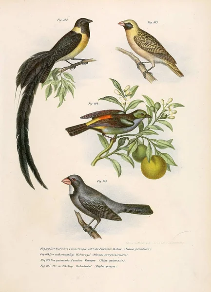 Ilustração das aves . — Fotografia de Stock