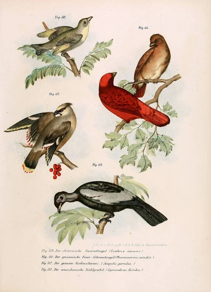 Иллюстрация птиц . — стоковое фото