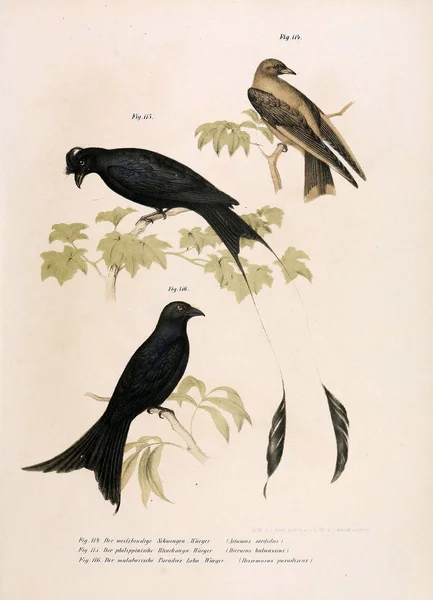 Illustration of birds.