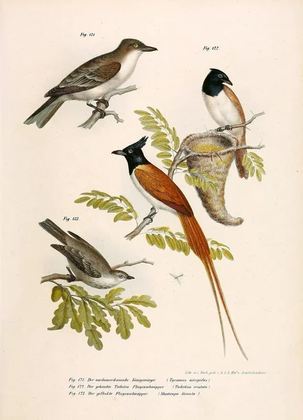 Illustration av fåglar. — Stockfoto