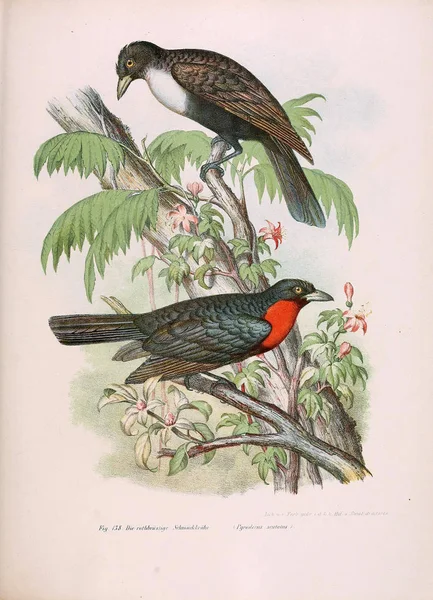 Ilustrace ptáků. — Stock fotografie