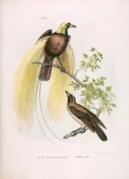 Illustratie van vogels. — Stockfoto