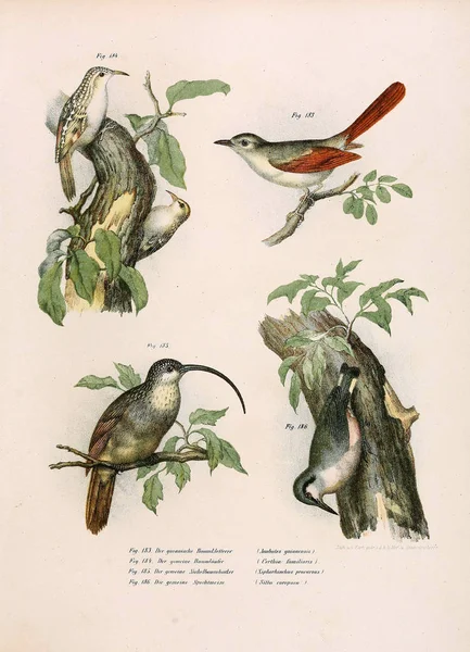 Illustratie van vogels. — Stockfoto