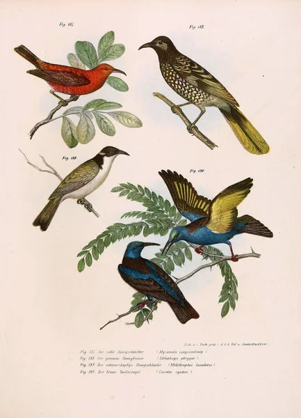 Illustration of birds. — Stock Photo, Image