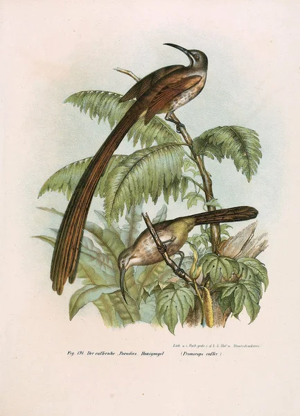Illustration of birds. — Stock Photo, Image