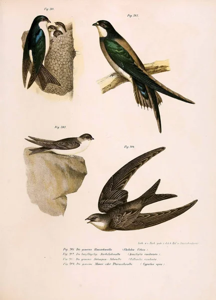 Illustrazione degli uccelli . — Foto Stock