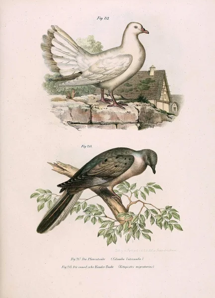Illustrasjon av fugler . – stockfoto