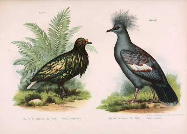 Ilustrace ptáků. — Stock fotografie