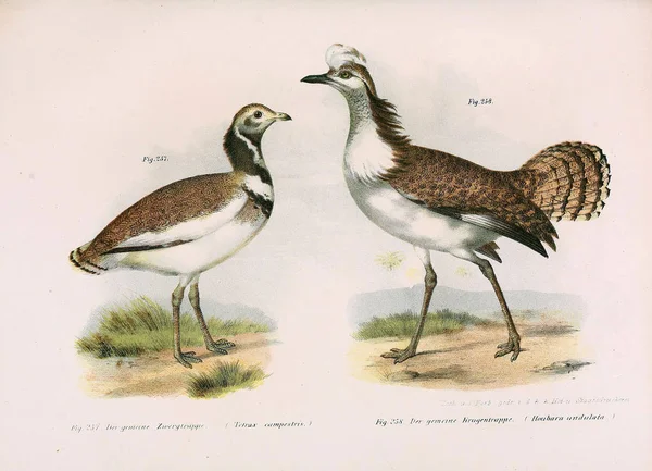 Ilustrația păsărilor . — Fotografie, imagine de stoc