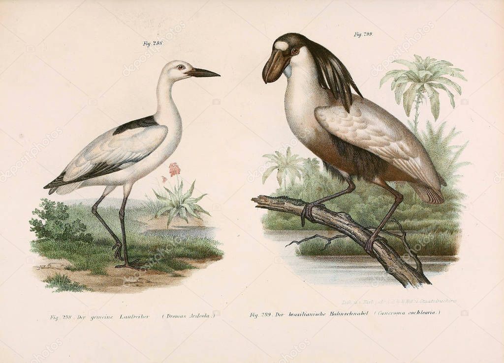 Illustration of birds.