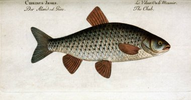 Bir balığın resmi.