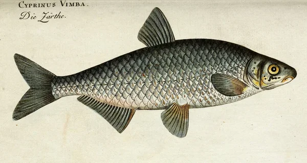 Ilustración de un pez. —  Fotos de Stock