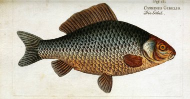 Bir balığın resmi.