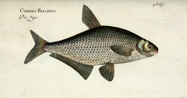 물고기의 삽화. — 스톡 사진