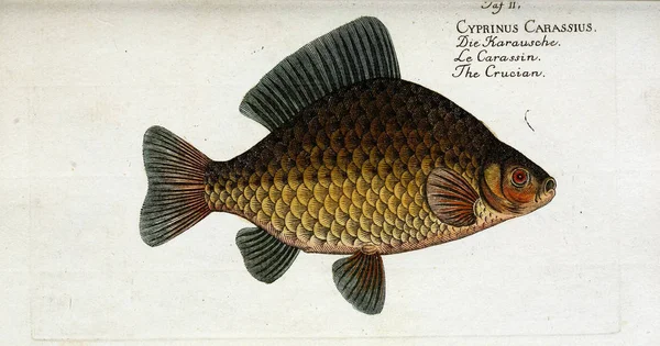 Illustration av en fisk. — Stockfoto