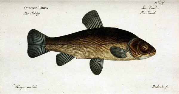 Illustrazione di un pesce. — Foto Stock