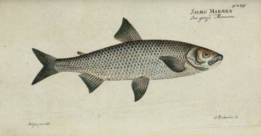 Bir balığın resmi.