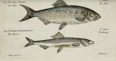 Bir balığın resmi.