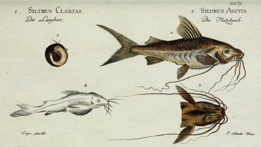 Bir balığın resmi.