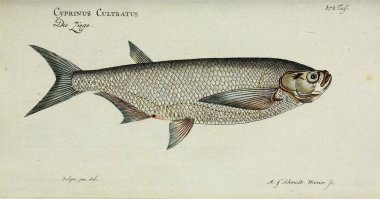 Bir balığın resmi.