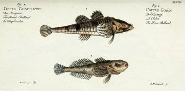 Bir balığın resmi.