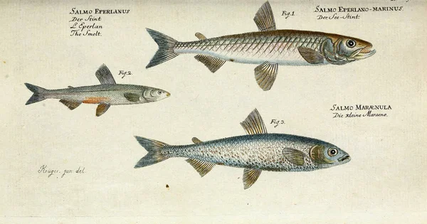 물고기의 삽화. — 스톡 사진