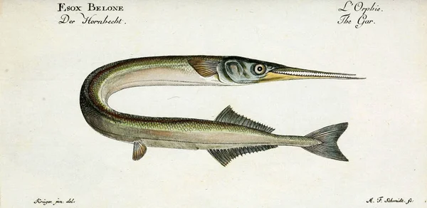 Illustration av en fisk. — Stockfoto