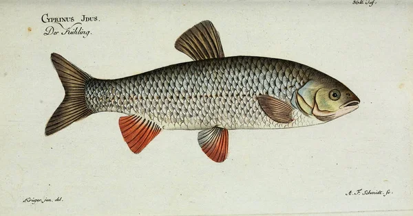 Illustrazione di un pesce. — Foto Stock