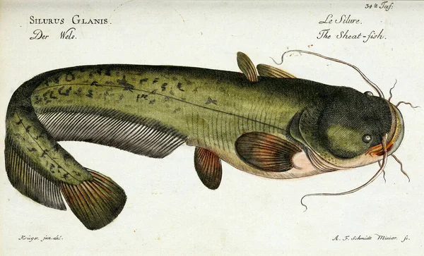 Ikan Lele Laut Stok Foto Ikan Lele Laut Gambar Bebas Royalti Depositphotos