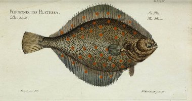 Bir balığın resmi.