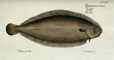 Bir balığın resmi.