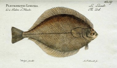 Bir balığın resmi.